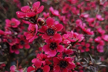 Leptospermum Red Ensign.jpg